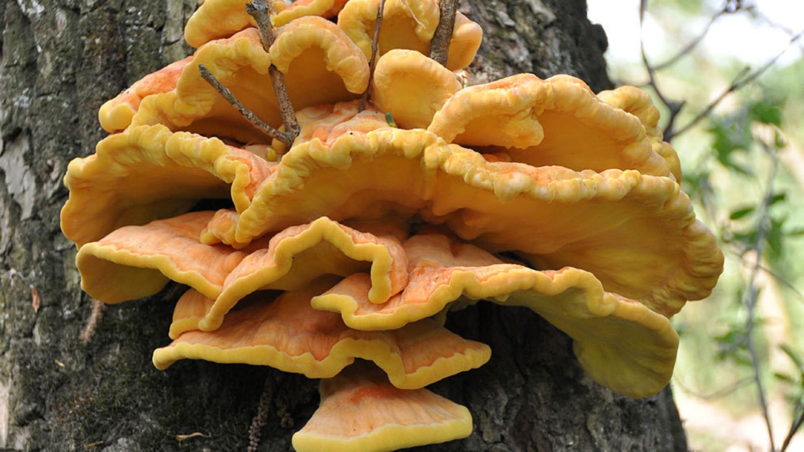 Vielfalt im Wald Baumpilze Wissen