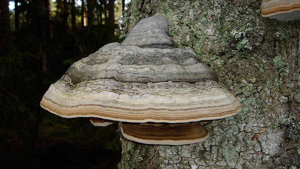 Vielfalt im Wald Baumpilze Wissen