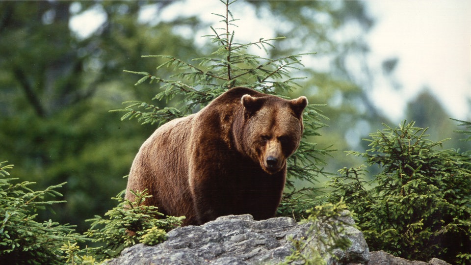 Bären - Wildtiere - Natur - Planet Wissen