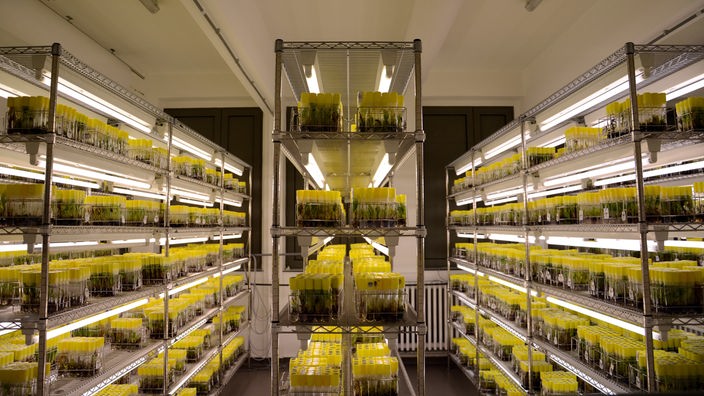 Labor mit Reganezgläsern voll mit Bananenpflanzen
