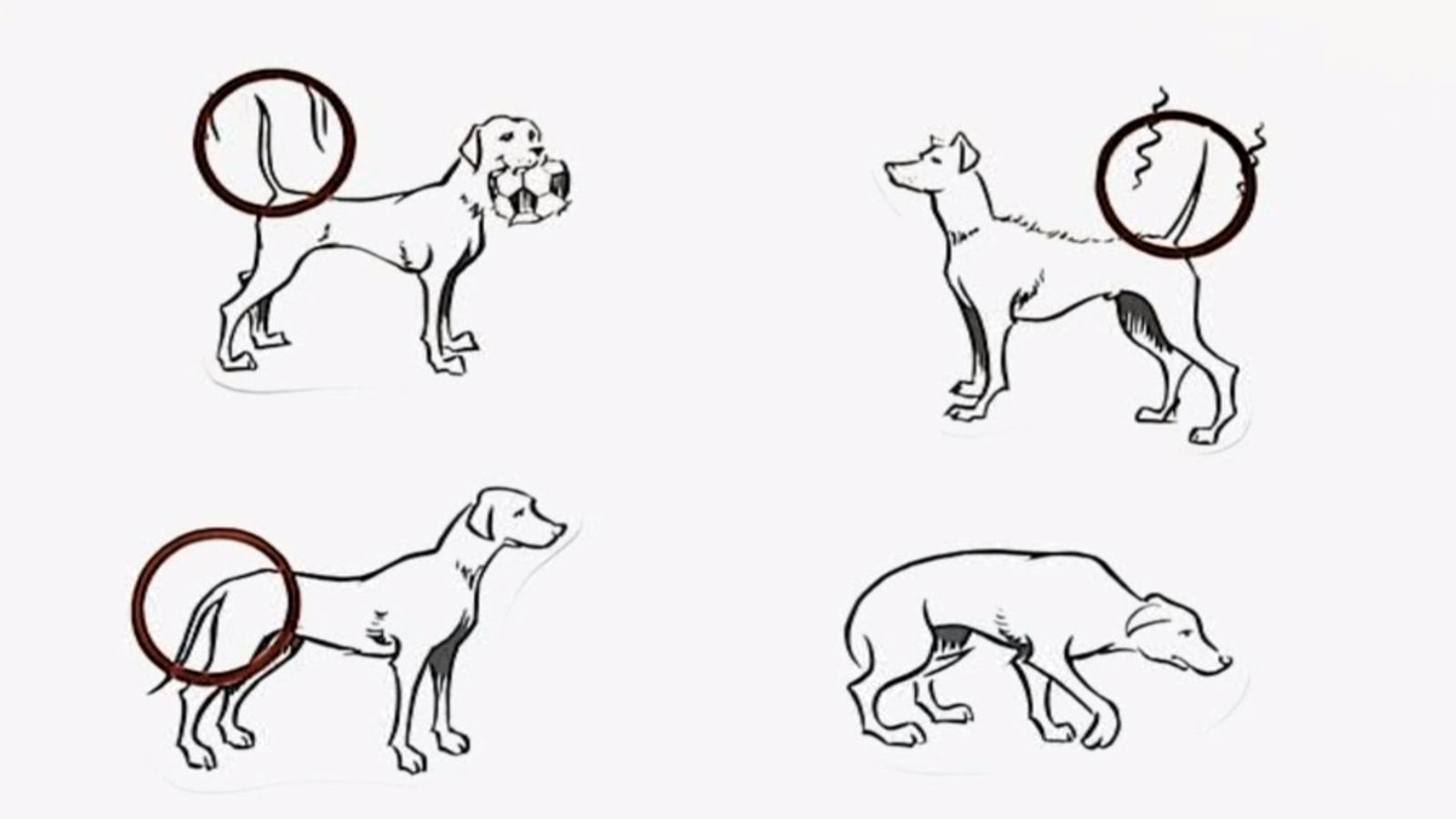 Video Die Körpersprache der Hunde Wissen