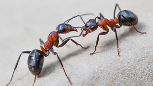 Insekten und Spinnentiere: Ameisen - Ameisen - Insekten und