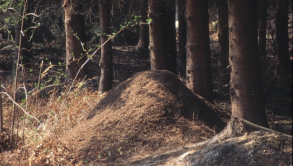 Ameisen Ameisenhügel Ameisen Insekten und