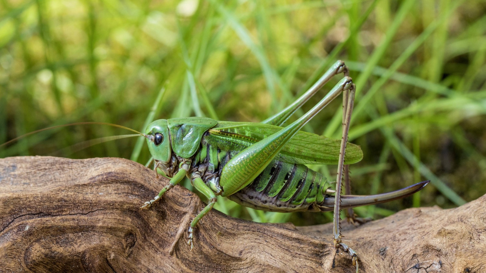 Bildergalerie Heuschrecken Bunt Und Musikalisch Insekten Und