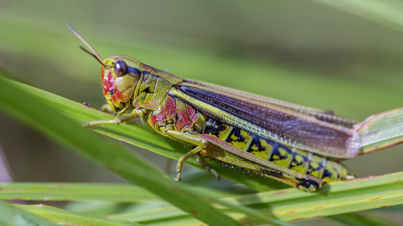 Bildergalerie Heuschrecken Bunt Und Musikalisch Insekten Und