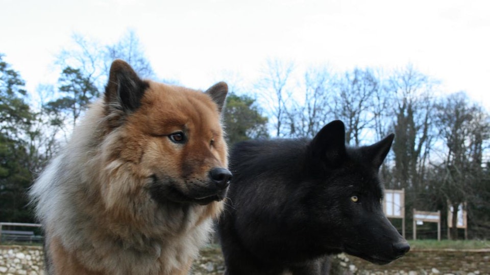 Hund und Mensch: Wolfsforschungszentrum Ernstbrunn - Hund und Mensch