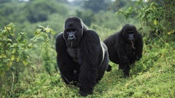 Blick auf einen erwachsenen Berggorilla im Vordergrund. Im Hintergrund sind zwei jüngere Gorillas zu sehen.