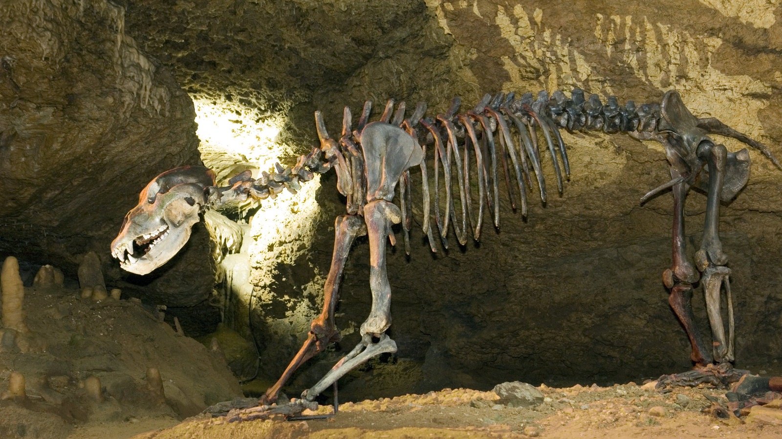 Bären: Höhlenbär - Wildtiere - Natur - Planet Wissen