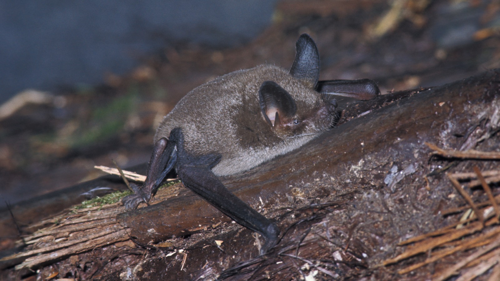 Fledermäuse der Welt Jäger der Nacht Fledermäuse Wildtiere Natur