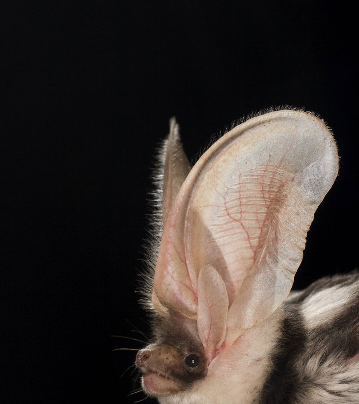 Fledermäuse Sehen mit den Ohren Fledermäuse Wildtiere Natur