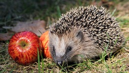 Schnecken - Wildtiere - Natur - Planet Wissen