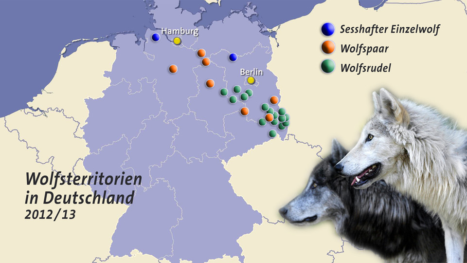 Wildtiere: Wölfe in Deutschland - Wildtiere - Natur - Planet Wissen