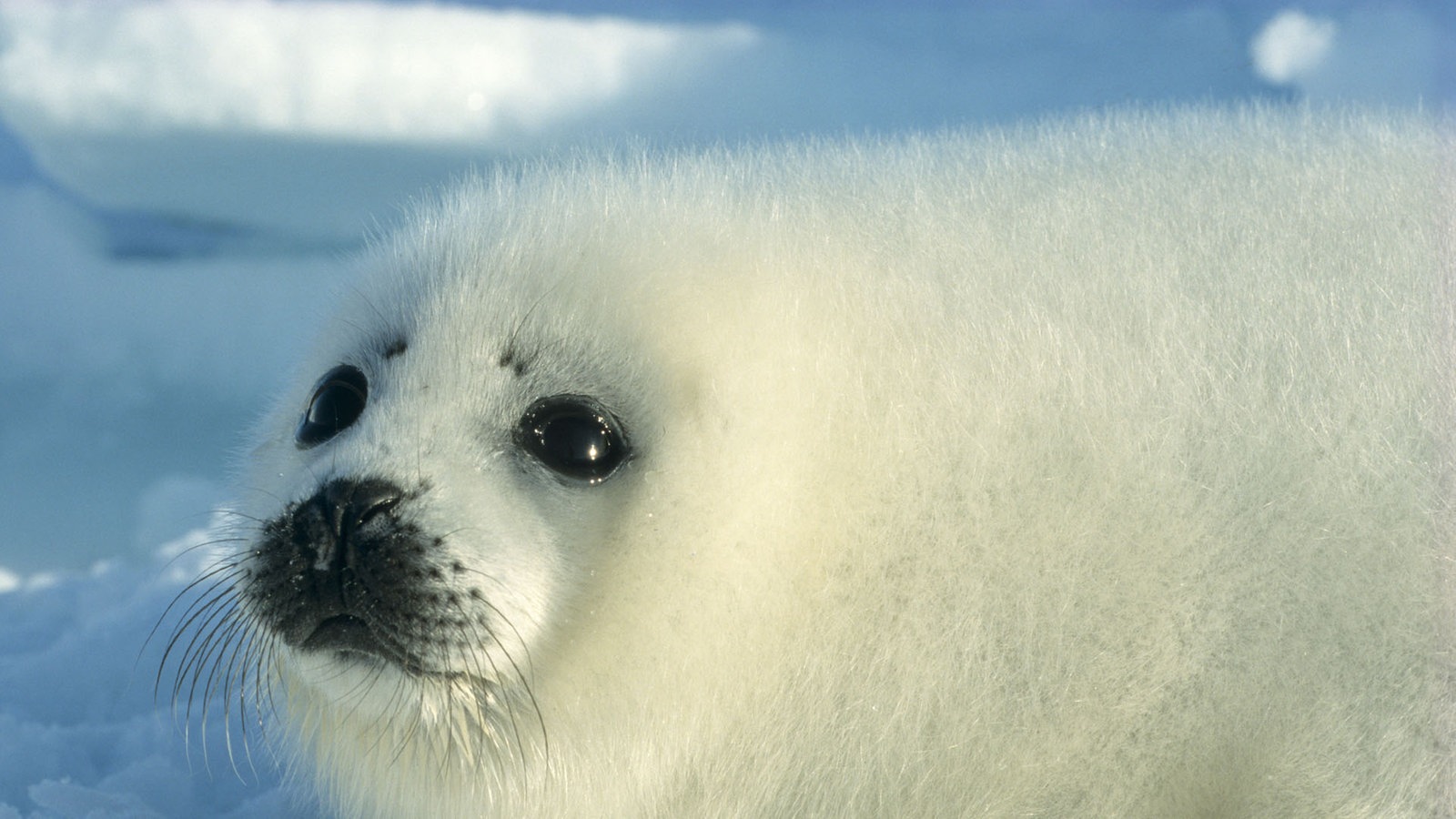 Zu Land, im Wasser und in der Luft: Atlantische Tierwelt - Planet Wissen