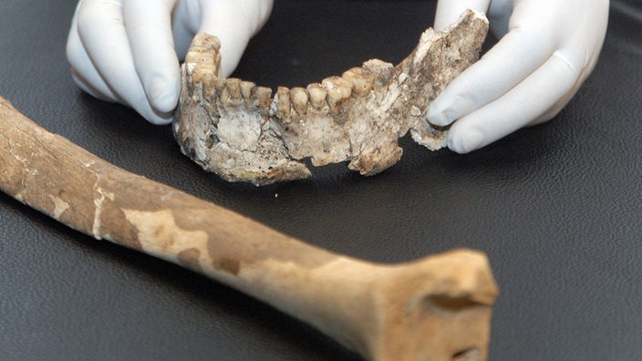 Unterkiefer und Knochen eines Neandertalers