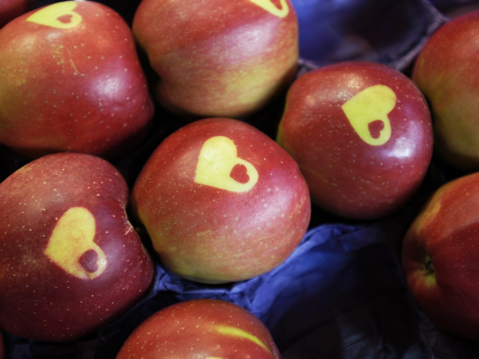 Äpfel: Warum wird der Apfel Gesellschaft Lebensmittel - - - rot? Planet Wissen