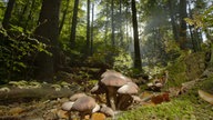 Hallimasch in einem Wald