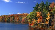 Bunter, sonniger Herbstwald am Ufer des Lake Huron in Ontario, Kanada