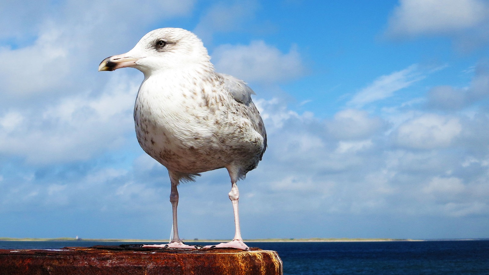 Eine Möwe am Meer.