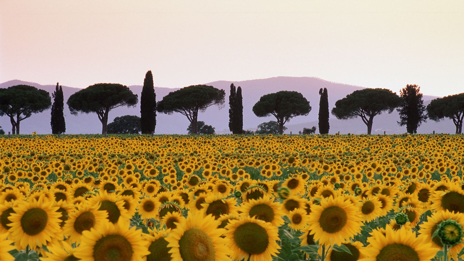 Тоскана Прованс поля с подсолнухами фото