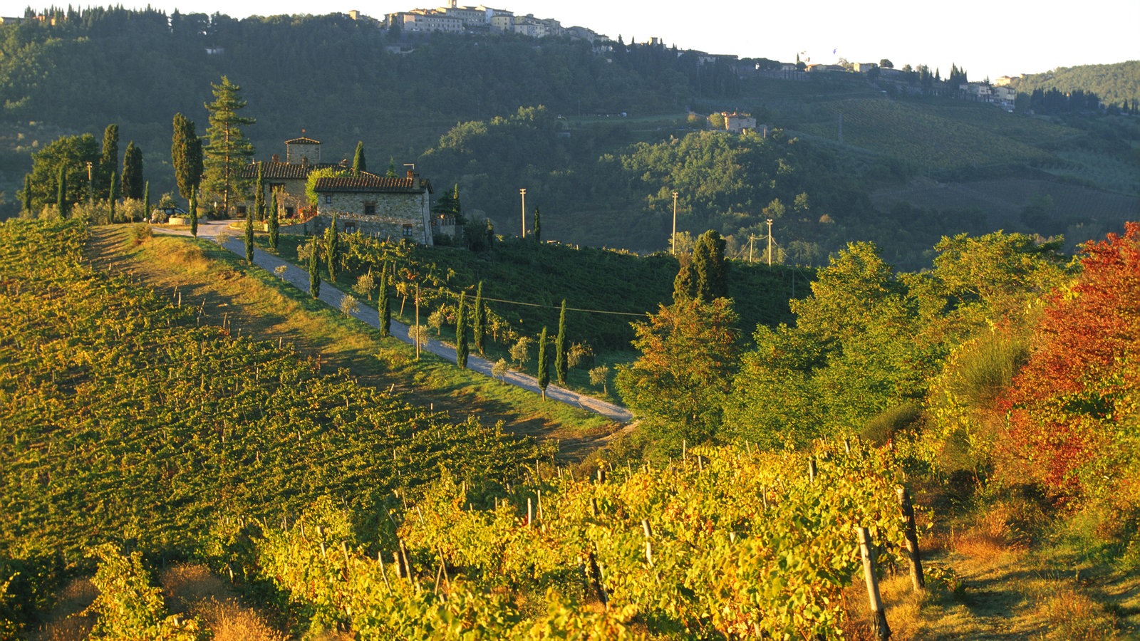 Blick auf herbstlich gefärbte Weinberge an den Hügeln des Chianti