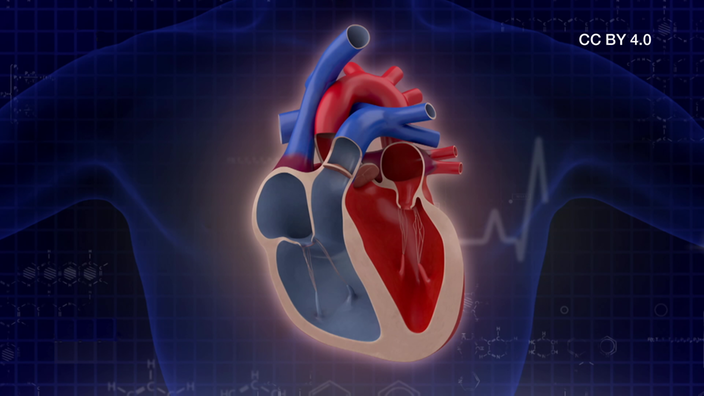 Screenshot aus dem Film "Anatomie des Herzens"