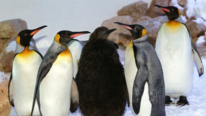 Bionik Pinguin Bionik Forschung Natur Planet Wissen