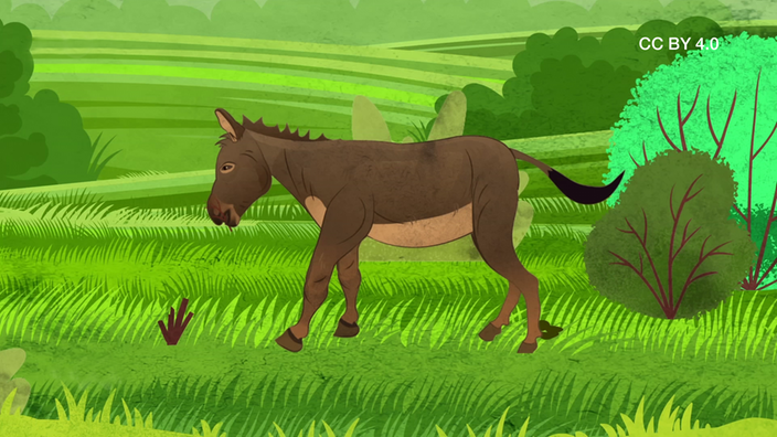 Screenshot aus dem Film "Esel als Bodenmanager"