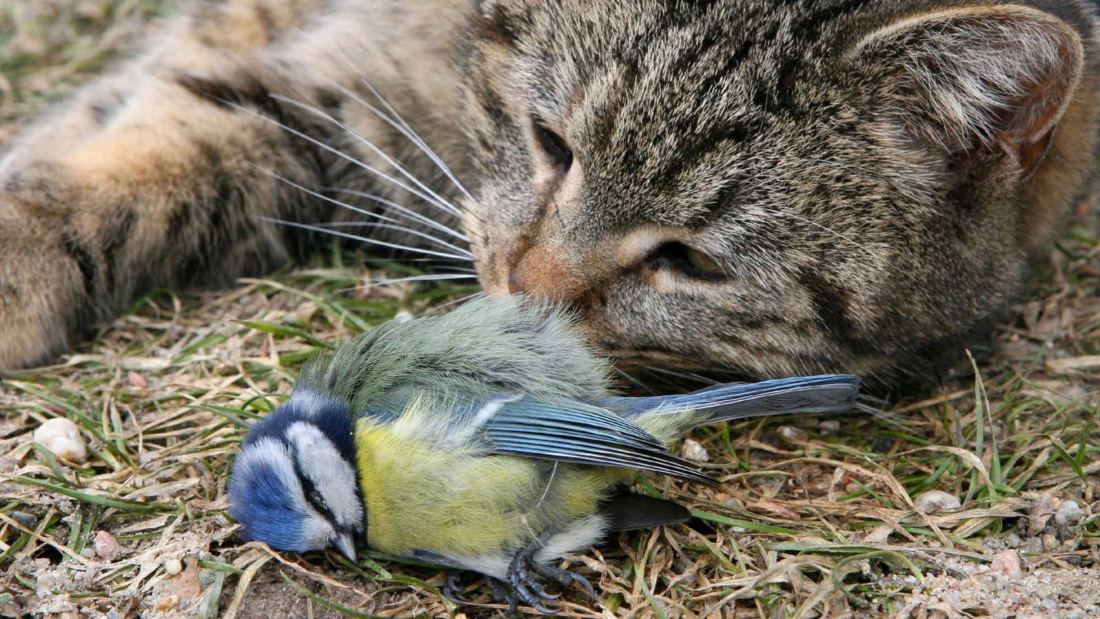 Katzen: Die richtige Ernährung - Katzen - Haustiere - Natur - Planet Wissen