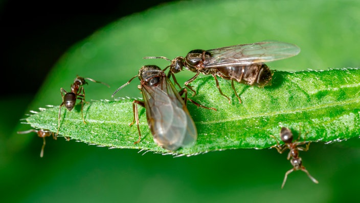 Ameisen Lebensweg Einer Ameise Ameisen Insekten Und