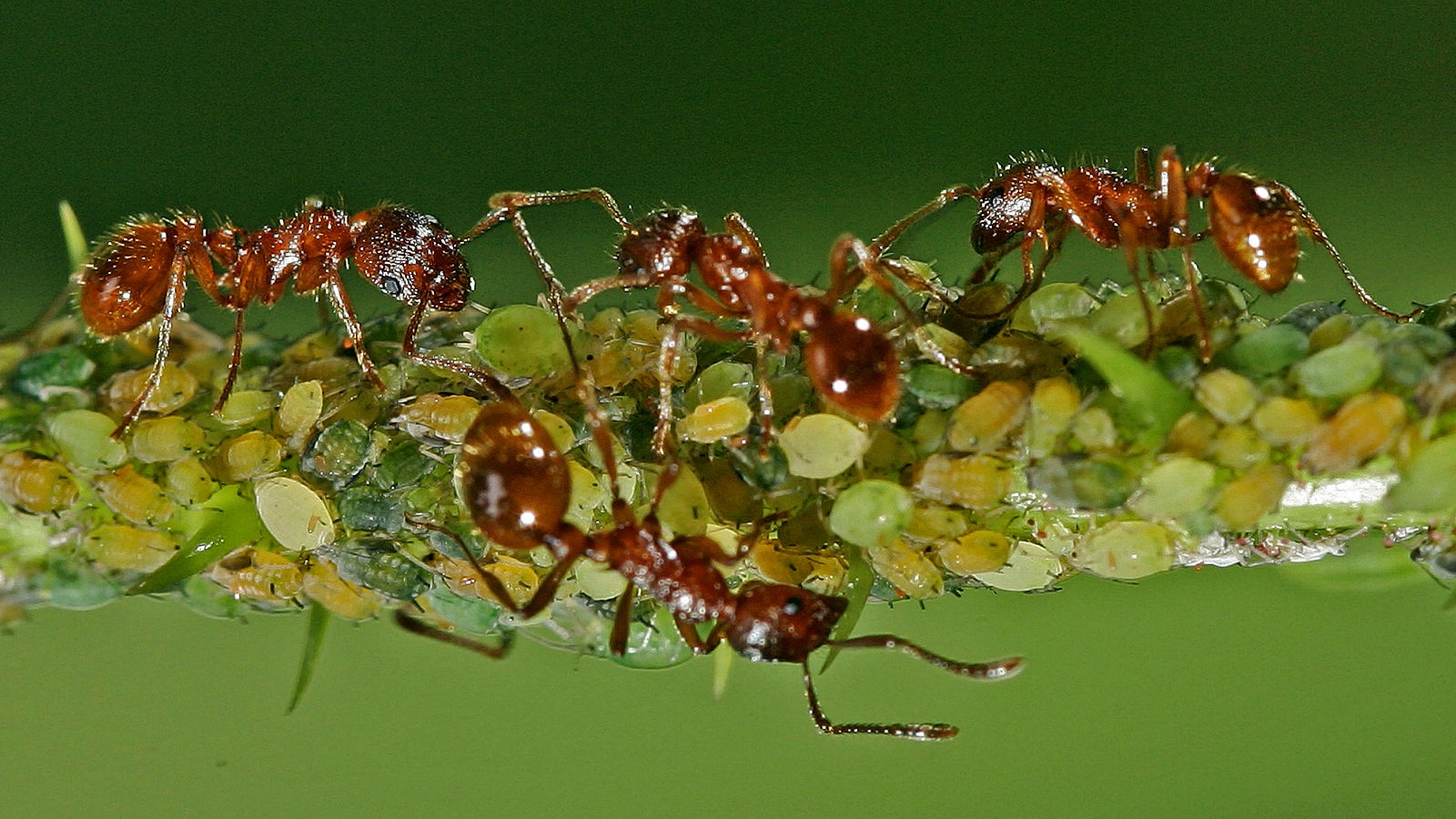 Ameisen-Feind