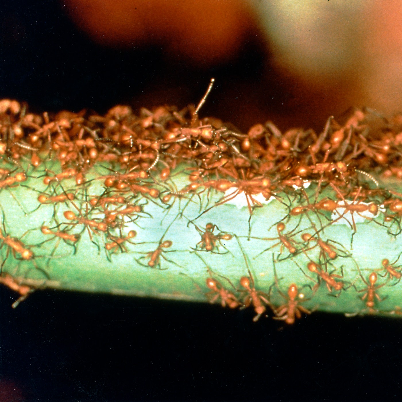 Ameisen Schadliche Ameisenarten Ameisen Insekten Und