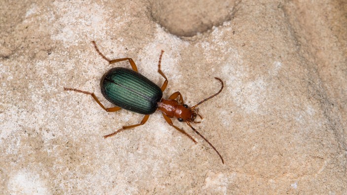 Was für ein Käfer ist das, kann der Schaden anrichten? (Biologie, Insekten,  Schädlinge)