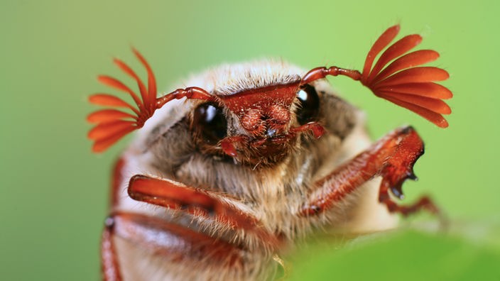 Käfer: Die Sinnesorgane der Käfer - Käfer - Insekten und Spinnentiere -  Natur - Planet Wissen