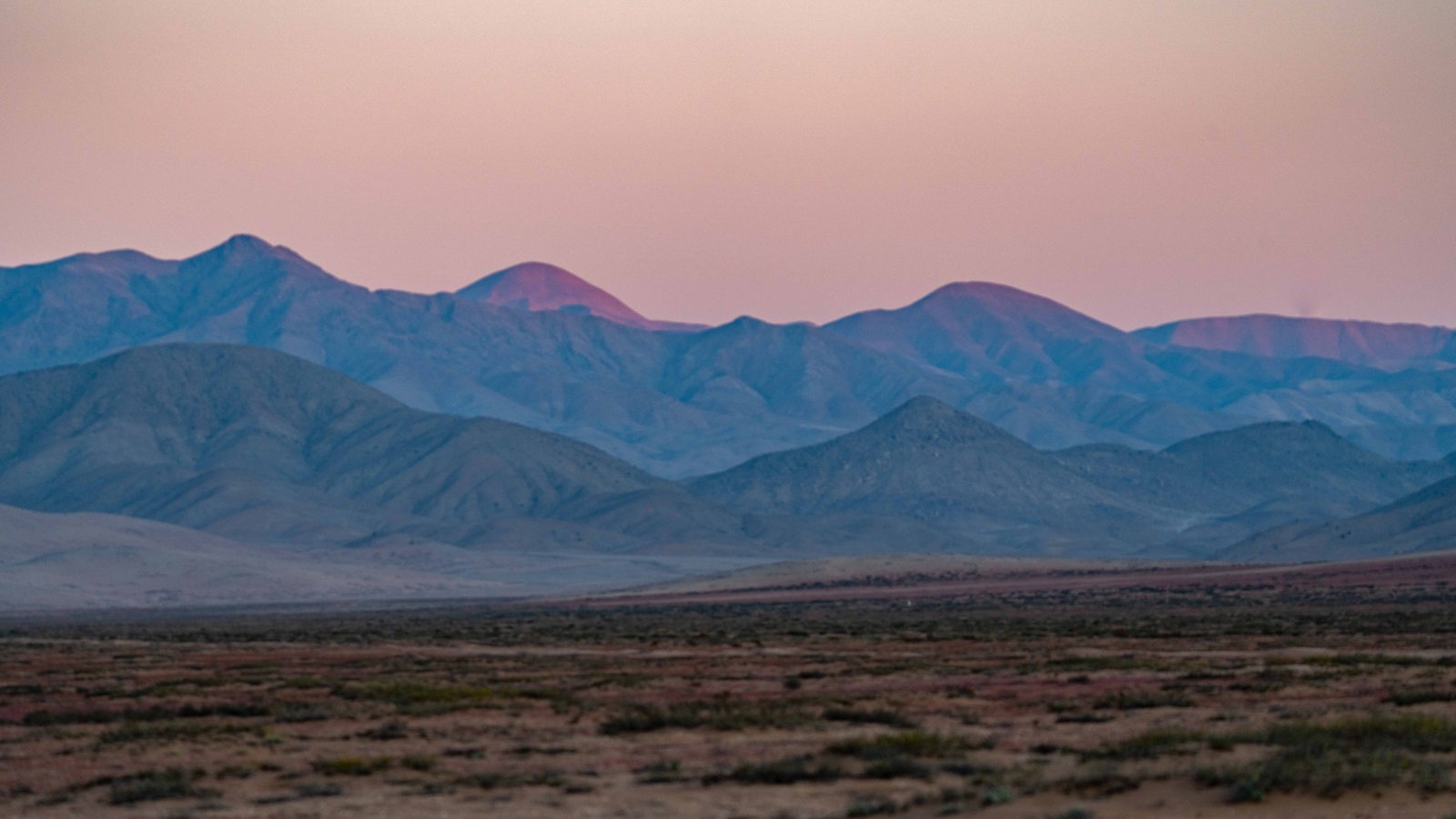 Der trockene Boden der Atacamawüste ist von kleinen Blumen bedeckt, im Hintergrund sind hohe Berge zu erkennen.