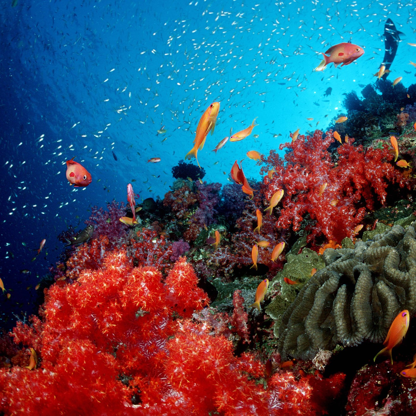 Meer Korallenriffe Korallenriffe Meer Natur Planet Wissen