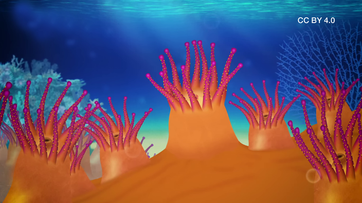 Screenshot aus dem Film "Wie leben Korallen?"