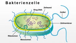 Käfer – Wirkstoffquelle für Biotechnologen - Planet Wissen - Sendungen A-Z  - Video - Mediathek - WDR