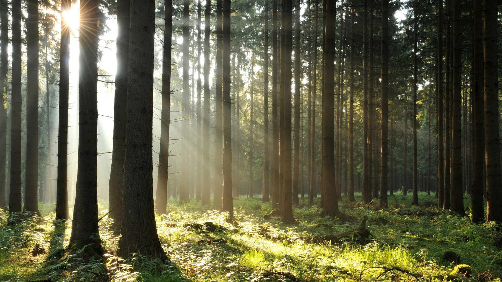 Landschaftsvorlieben - Naturlandschaften - Landschaften - Natur