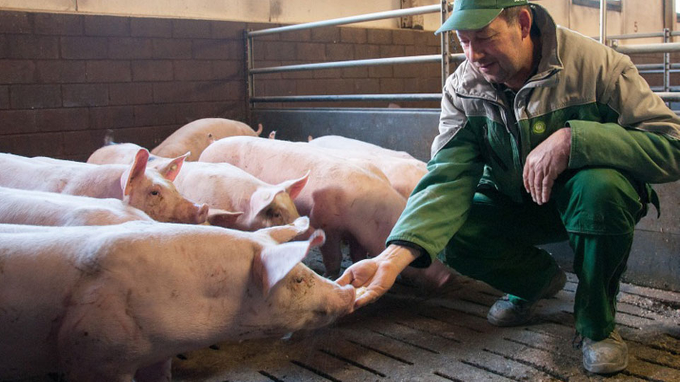 Tierschutz Massentierhaltung Tierschutz Naturschutz