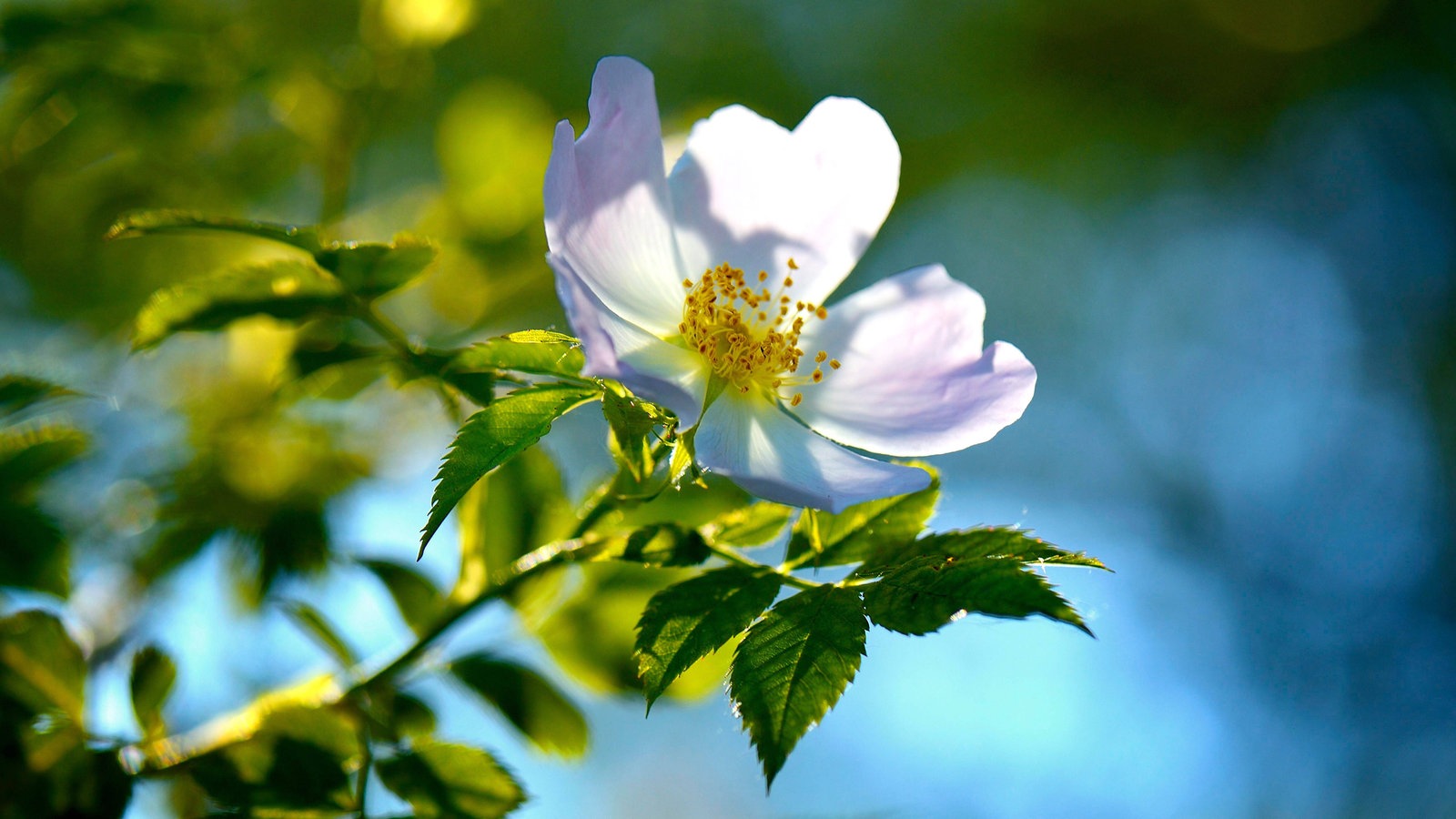 Rosen: Rosenarten - Pflanzen - Natur - Planet Wissen