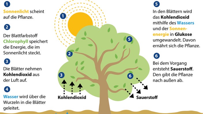 Infografik, die in sechs Schritten den Prozess der Fotosynthese beschreibt. 