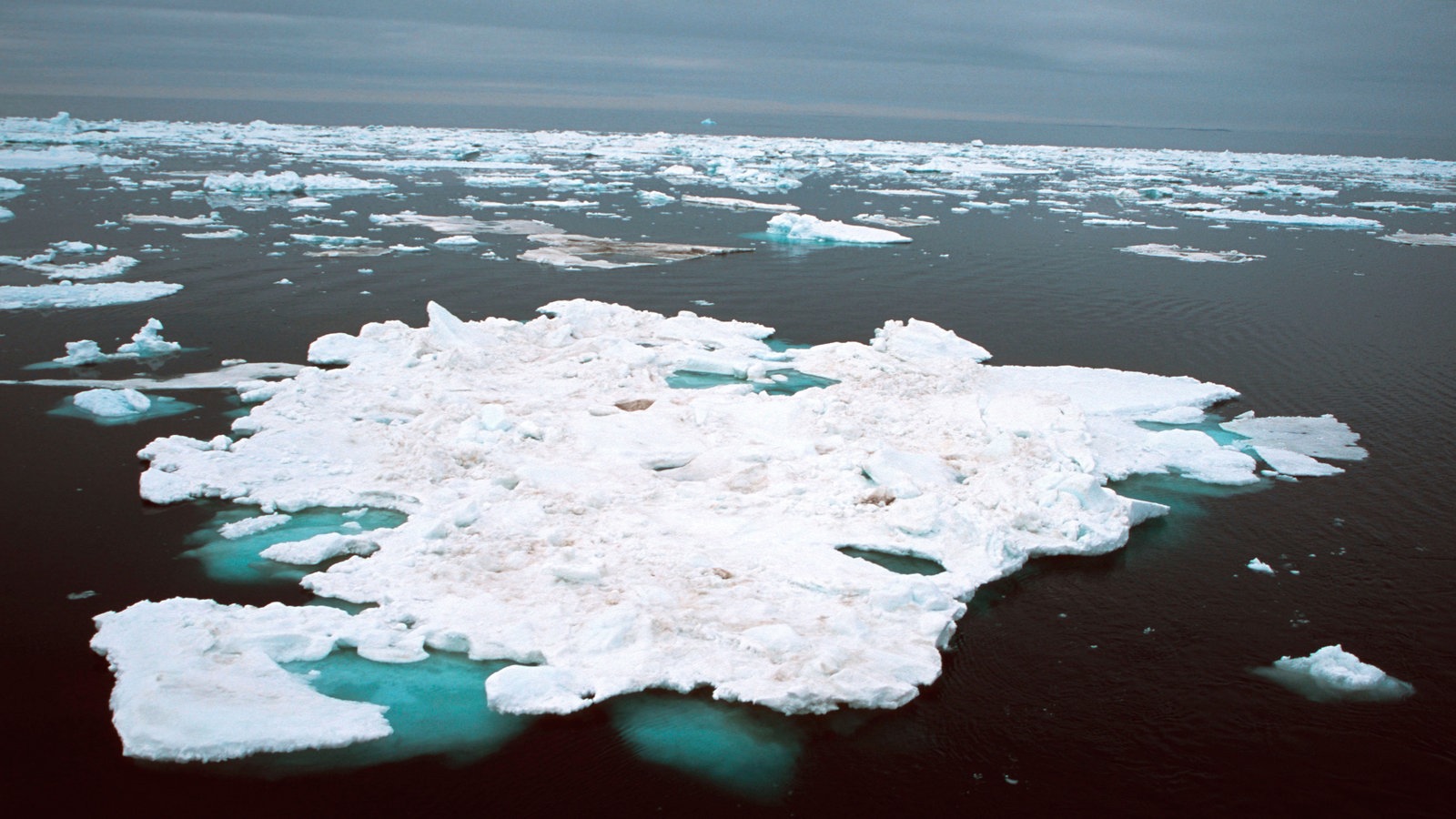 Polarregionen: Arktis - Polarregionen - Natur - Planet Wissen