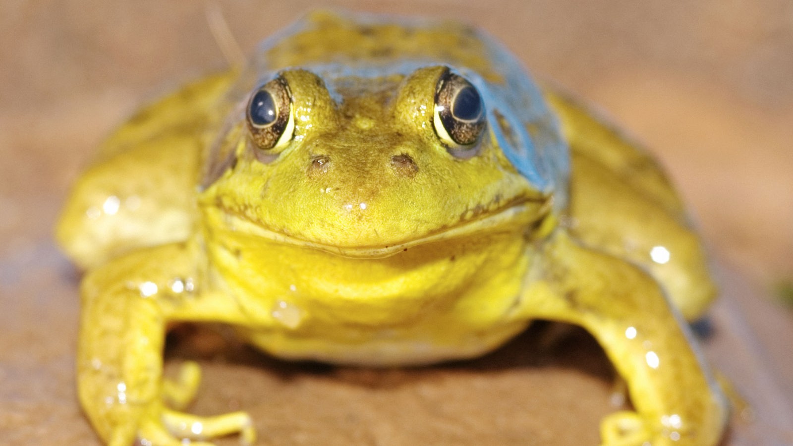 Бывают лягушки желтые с блестящим фото