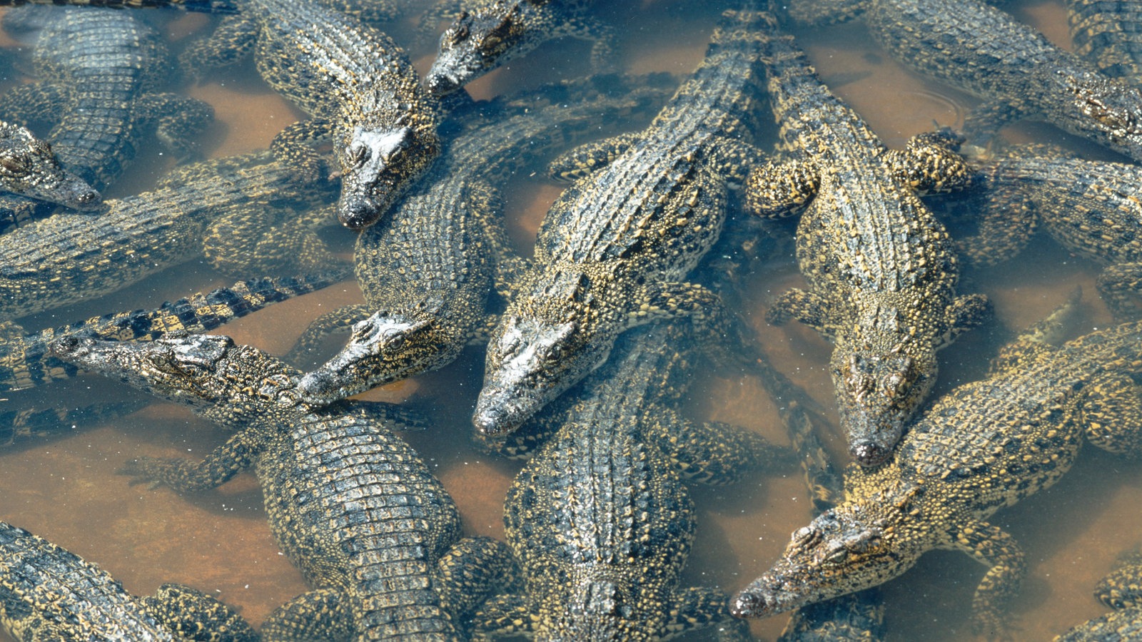 Reptilien und Amphibien: Krokodile - Reptilien und Schmuck - Natur