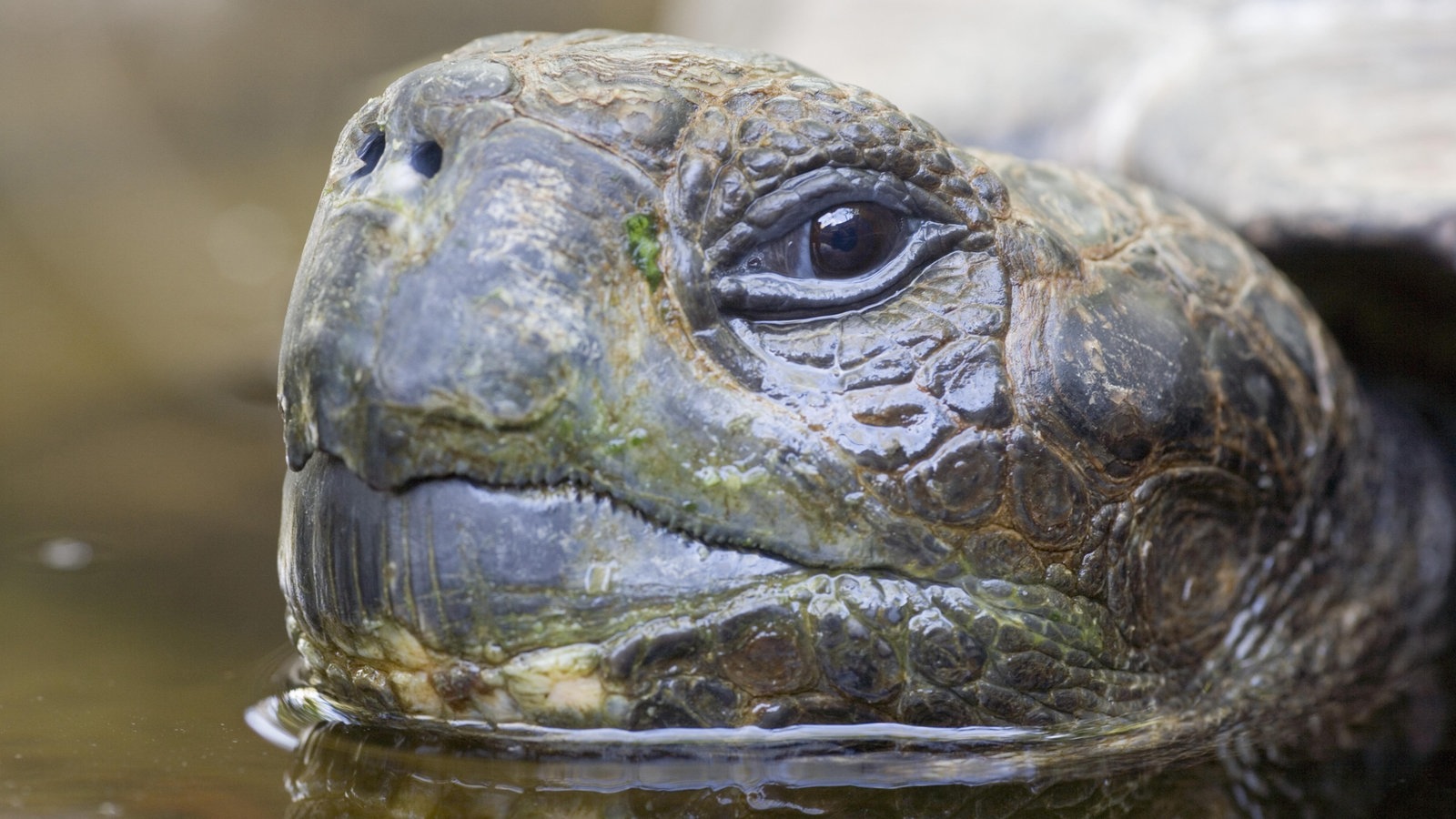 Reptilien und Amphibien: Schildkröten - Reptilien und Schmuck - Natur