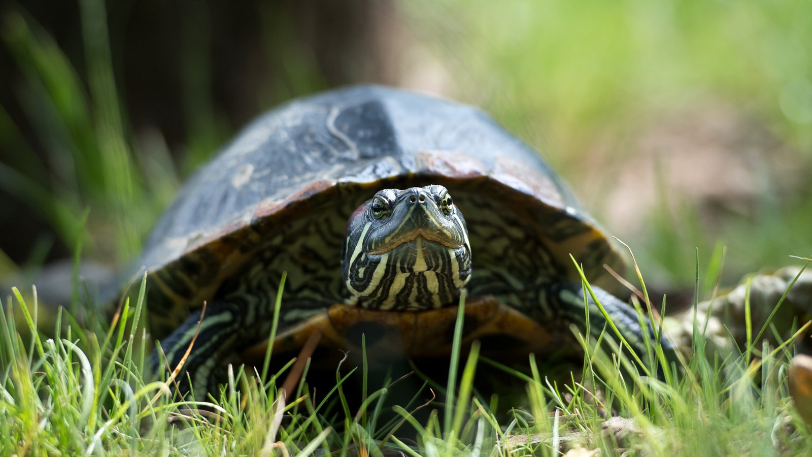 Schildkröten: Artgerechte Haltung - Reptilien und Schmuck - Natur