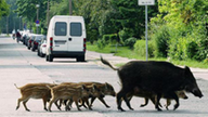 Wildschweinrotte auf Straße.