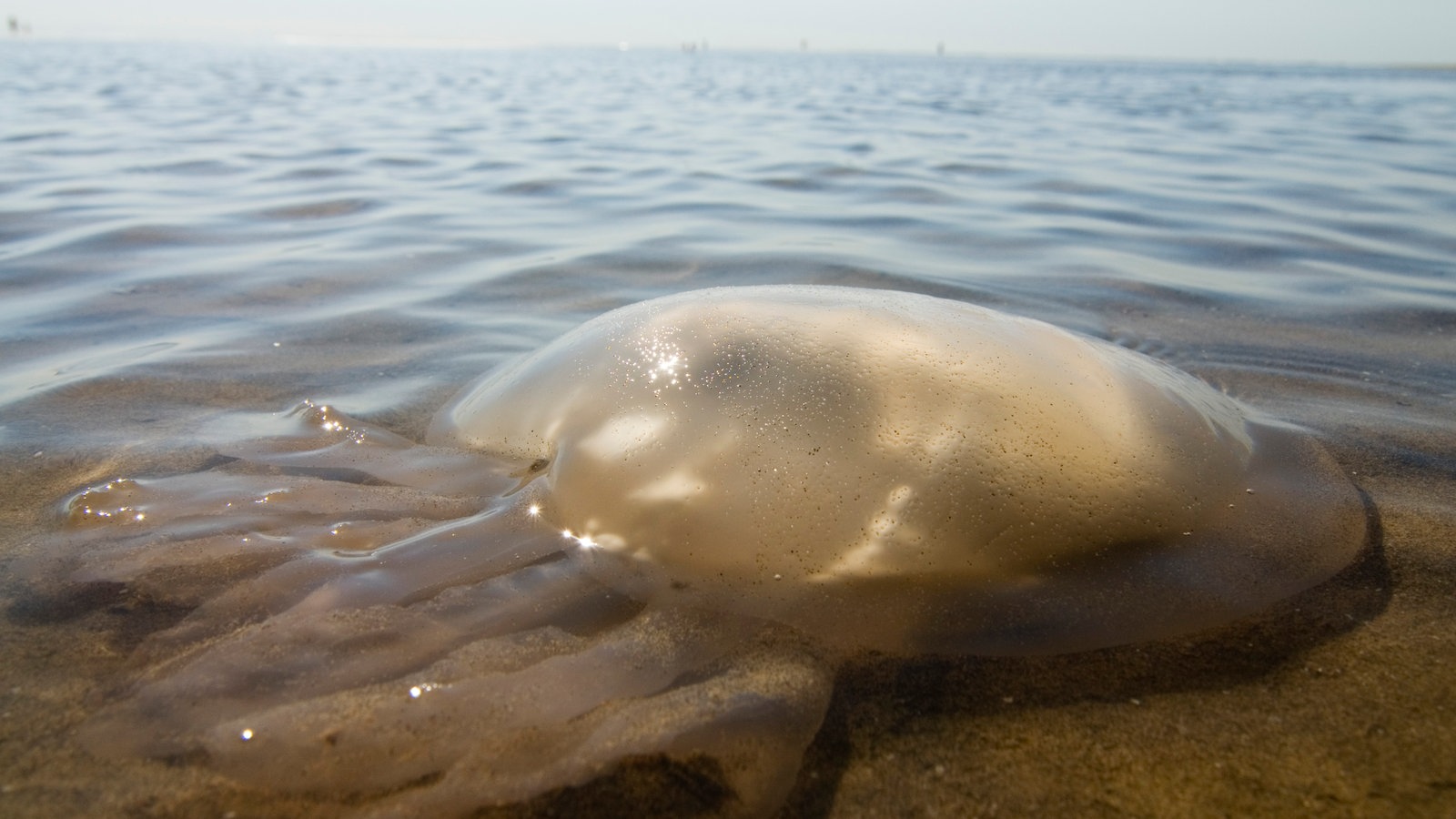 Медузы в азовском море. Нашествие медуз в Азовском море 2021. Медузы в Азовском море 2021. Нашествие медуз в черном море. Нашествие медуз в Азовском море.