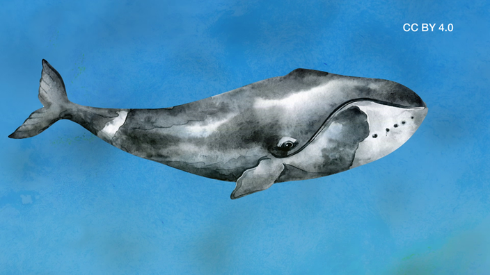 Screenshot aus dem Film "Wale als CO2-Speicher"