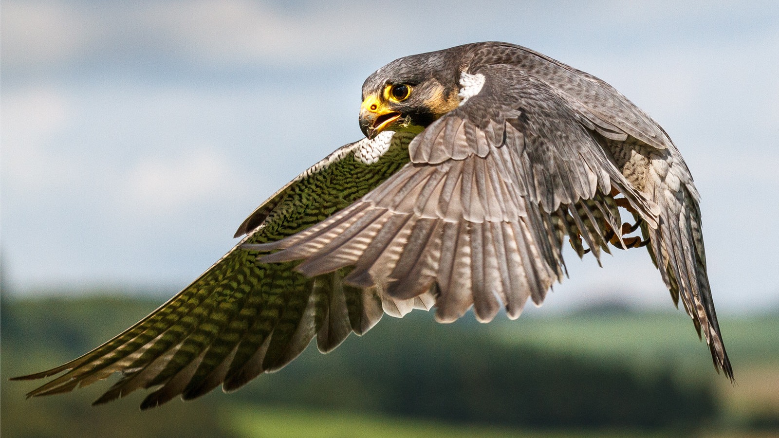 Tierische Flieger: Wanderfalke - Tierwelt - Natur - Planet ...